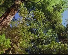 最后的伊甸园免费观看